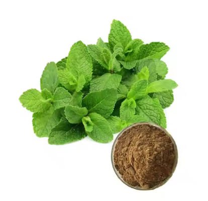 Ingrediente medicinal Extracto de menta de planta de menta sabor natural CAS NO 90063-97-1