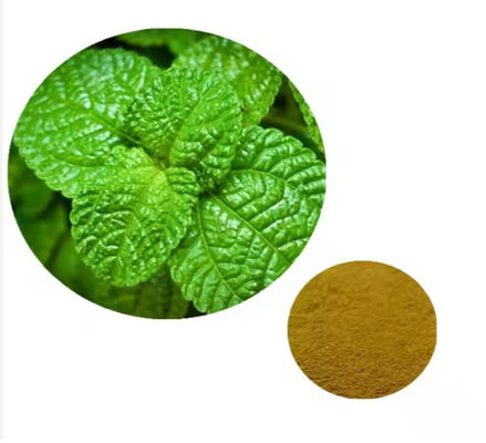 Ingrediente medicinal Extracto de menta de planta de menta sabor natural CAS NO 90063-97-1
