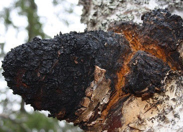 Polisacáridos naturales del 10% al 50% Extracto de Chaga Extracto en polvo CAS 84650-60-9
