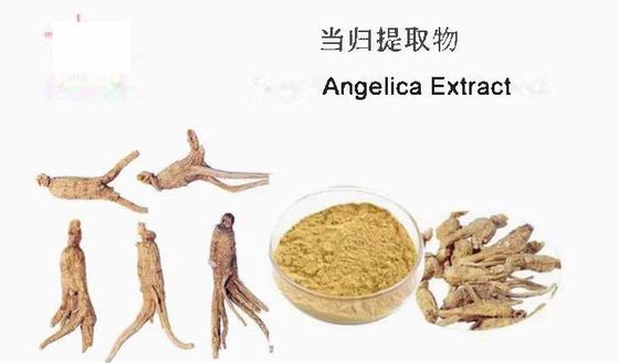 Extracto de medicina china Materia prima Extracto de angélica CAS NO 84775-41-7 Salud