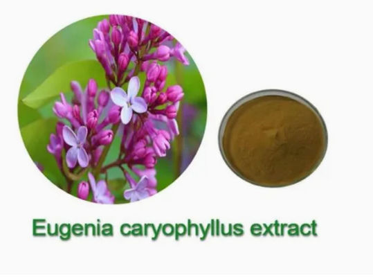 Extracto de Eugenia Caryophyllus CAS NO 84961-50-2 Productos de salud nutricional