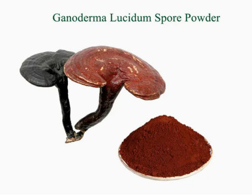 Medicina de hierbas Ganoderma Lucidum espora en polvo CAS NO 223751-82-4