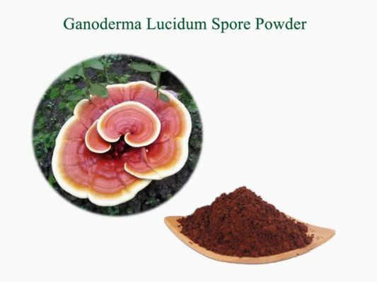 Medicina de hierbas Ganoderma Lucidum espora en polvo CAS NO 223751-82-4