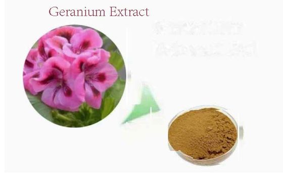 Extracto de geranio orgánico en polvo de grado alimenticio CAS NO 8000-46-2 Pelargonium Hortorum