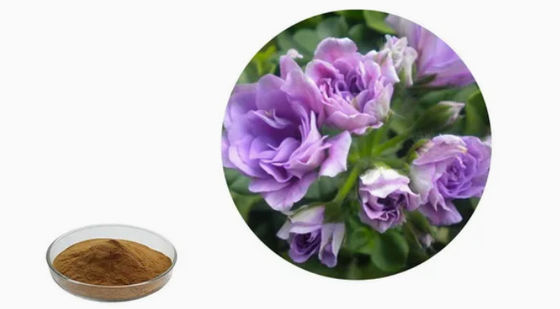 Extracto de geranio orgánico en polvo de grado alimenticio CAS NO 8000-46-2 Pelargonium Hortorum