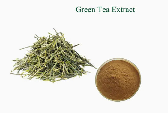 Extracto de té verde de origen vegetal natural de grado alimenticio no 989-51-5 Camellia sinensis o.ktze