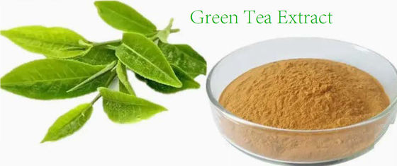 Extracto de té verde de origen vegetal natural de grado alimenticio no 989-51-5 Camellia sinensis o.ktze