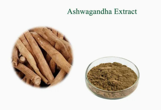 Extracto de hierbas Ashwagandha Extractos ayurvédicos CAS NO 90147-43-6 5% de Witanolides en polvo