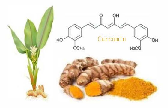 Extracto de raíz de cúrcuma vegetal