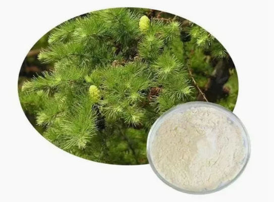 Suplemento natural Taxifolina dihidroquercetina 80% 95% 98% CAS NO 480-18-2 extracto en polvo