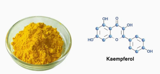 Suplemento de atención médica Kaempferol en polvo Extracto de galanga Cas No 520-18-3 Pura Natura