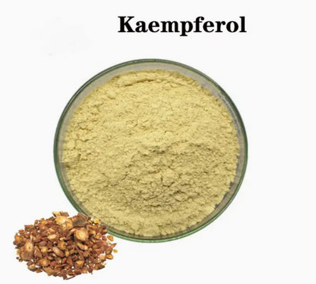 Suplemento de atención médica Kaempferol en polvo Extracto de galanga Cas No 520-18-3 Pura Natura