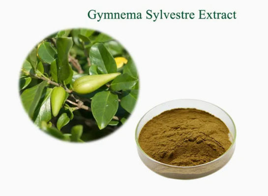 Extracto vegetal Gymnema Sylvestre Extracto CAS NO 90045-47-9 Extracto de raíz o de hierbas en polvo