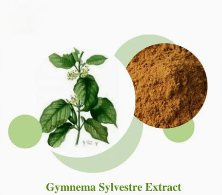 Extracto vegetal Gymnema Sylvestre Extracto CAS NO 90045-47-9 Extracto de raíz o de hierbas en polvo