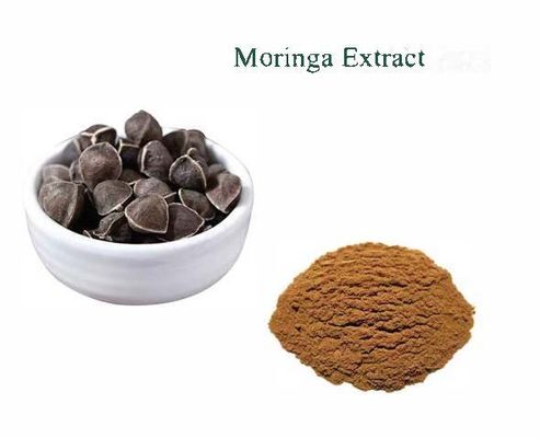 Extracto natural de moringa de planta 10/1 CAS NO 93165-54-9 Polvo de moringa oleifera