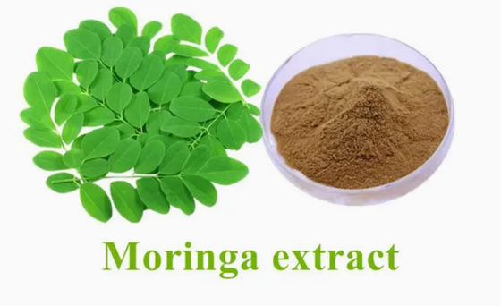 Extracto natural de moringa de planta 10/1 CAS NO 93165-54-9 Polvo de moringa oleifera